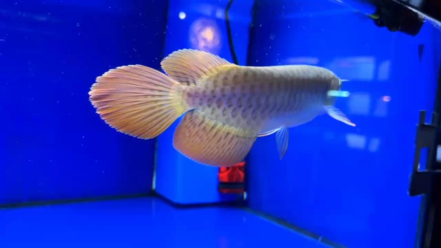 圣塔倫大湖魚(yú)
尺寸25/26  七鰭張力強(qiáng)
大鰭大尾  前鰭過(guò)腹 自然下掛