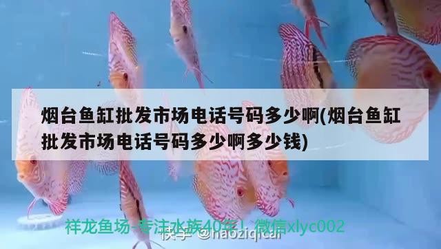 煙臺魚缸批發市場電話號碼多少啊(煙臺魚缸批發市場電話號碼多少啊多少錢)