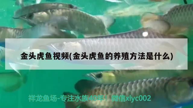 金頭虎魚視頻(金頭虎魚的養(yǎng)殖方法是什么)