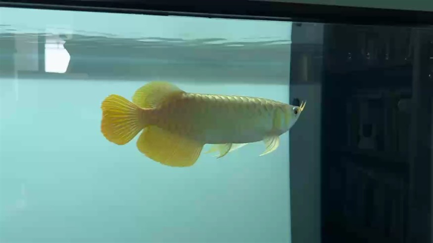 來個近視頻記錄一下鱗片！ 來個近視頻記錄一下鱗片！ 龍魚論壇