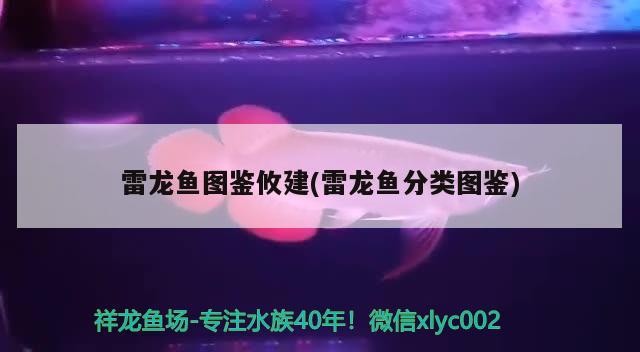 雷龍魚圖鑒攸建(雷龍魚分類圖鑒)