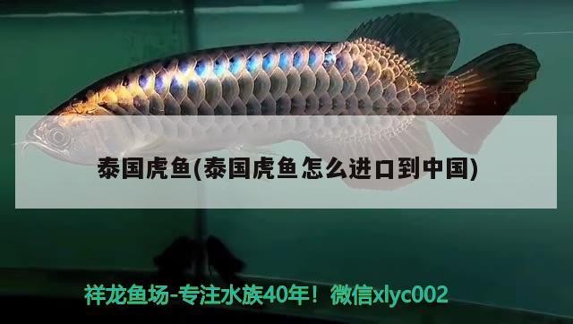 泰國虎魚(泰國虎魚怎么進口到中國)