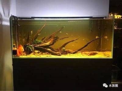 大型南美魚缸造景設(shè)計(jì)：南美風(fēng)格魚缸造景的設(shè)計(jì)