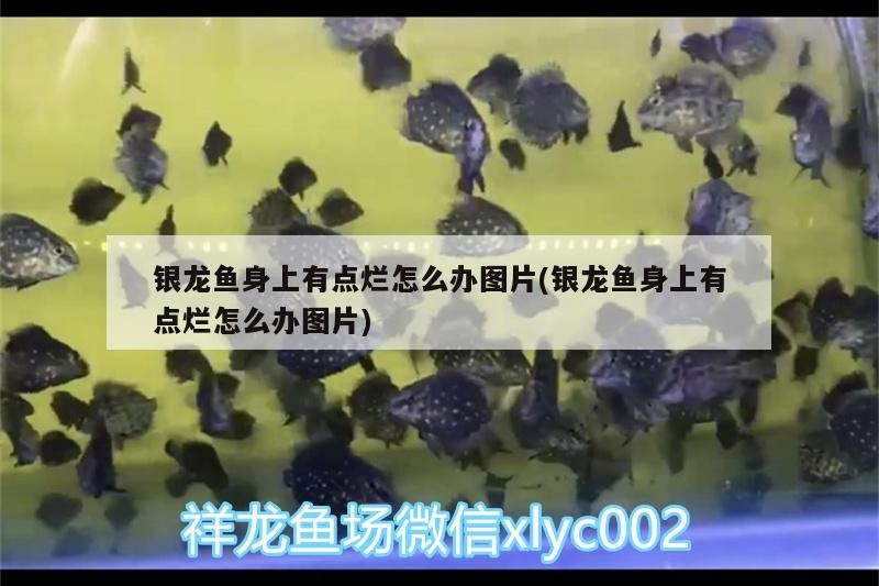 銀龍魚身上有點爛怎么辦圖片(銀龍魚身上有點爛怎么辦圖片)