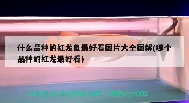 什么品種的紅龍魚最好看圖片大全圖解(哪個品種的紅龍最好看)
