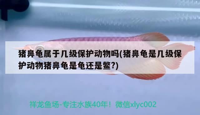 豬鼻龜屬于幾級保護動物嗎(豬鼻龜是幾級保護動物豬鼻龜是龜還是鱉?)