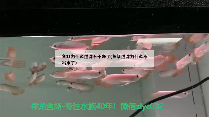 魚(yú)缸為什么過(guò)濾不干凈了(魚(yú)缸過(guò)濾為什么不出水了)