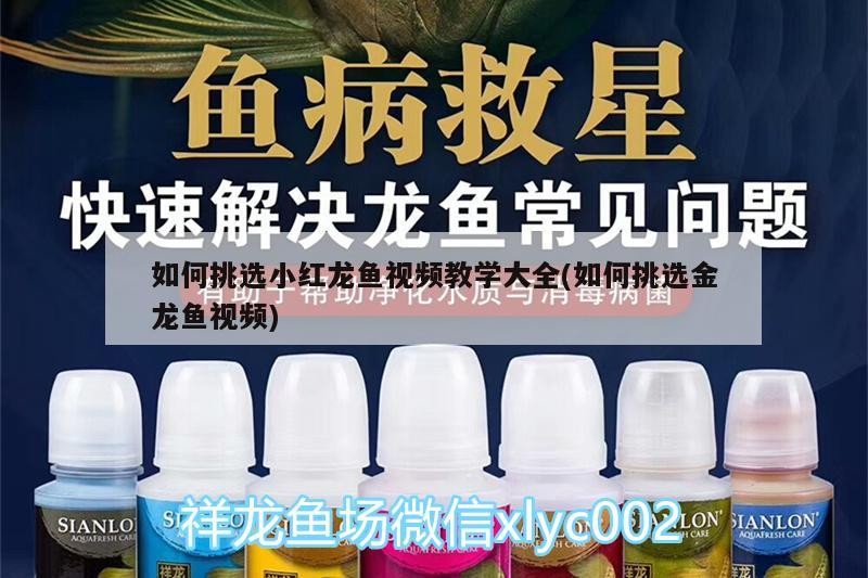 如何挑選小紅龍魚視頻教學大全(如何挑選金龍魚視頻)