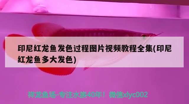 印尼紅龍魚發(fā)色過程圖片視頻教程全集(印尼紅龍魚多大發(fā)色)
