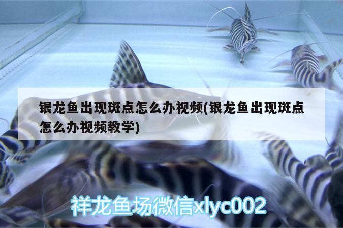 銀龍魚出現斑點怎么辦視頻(銀龍魚出現斑點怎么辦視頻教學)