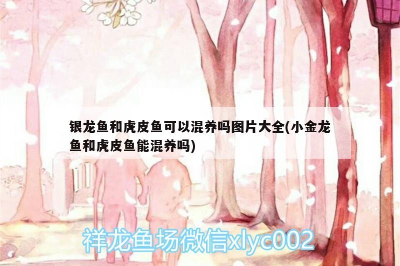 銀龍魚和虎皮魚可以混養嗎圖片大全(小金龍魚和虎皮魚能混養嗎)