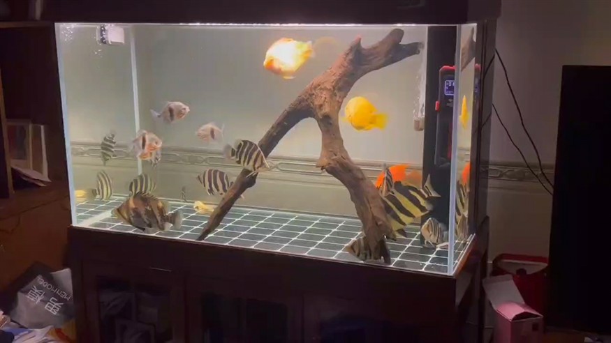 昨夜賞魚！