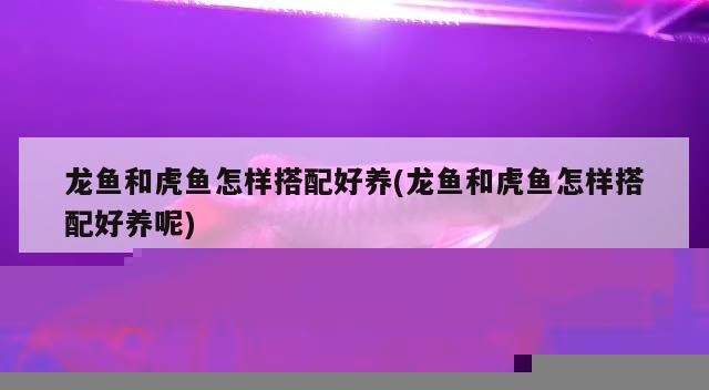 龍魚和虎魚怎樣搭配好養(龍魚和虎魚怎樣搭配好養呢)