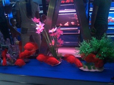 巴南哪里有魚缸賣的店子啊：在巴南區有多個店鋪和企業涉及魚缸及相關產品的銷售