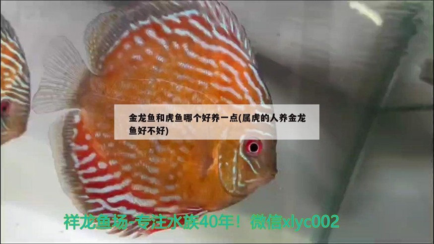 金龍魚和虎魚哪個好養一點(屬虎的人養金龍魚好不好)