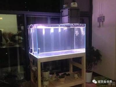 不用電自制魚缸過濾器：自制魚缸過濾器的必要性