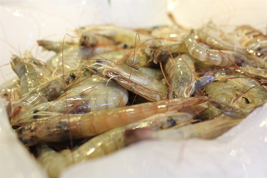客廳魚缸養什么魚好看風水（客廳放什么樣的魚缸吉祥平安）
