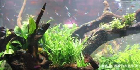 魚缸常見蟲：魚缸中常見的蟲類