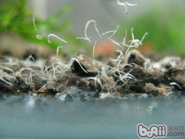 魚缸常見蟲：魚缸中常見的蟲類