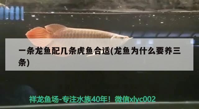 一條龍魚配幾條虎魚合適(龍魚為什么要養三條)