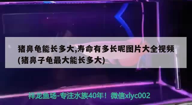 豬鼻龜能長多大,壽命有多長呢圖片大全視頻(豬鼻子龜最大能長多大)