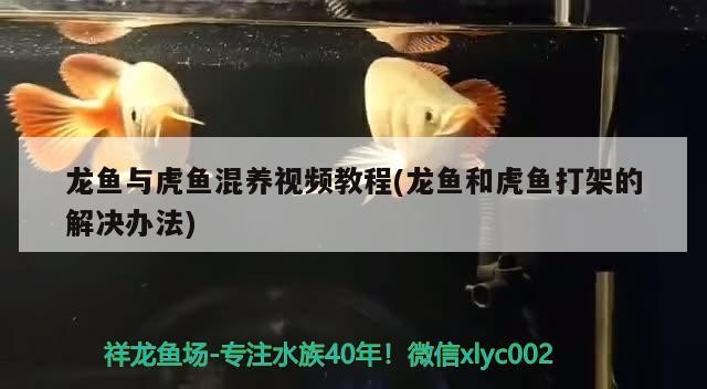 龍魚與虎魚混養視頻教程(龍魚和虎魚打架的解決辦法)