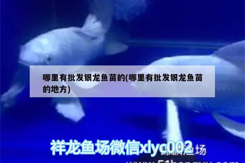 我的虎魚真菌感染了要怎么處理 哪里有批發銀龍魚苗的(哪里有批發銀龍魚苗的地方) 銀龍魚百科 哪里有批發銀龍魚苗的(哪里有批發銀龍魚苗的地方) 哪里有批發銀龍魚苗的(哪里有批發銀龍魚苗的地方) 銀龍魚百科