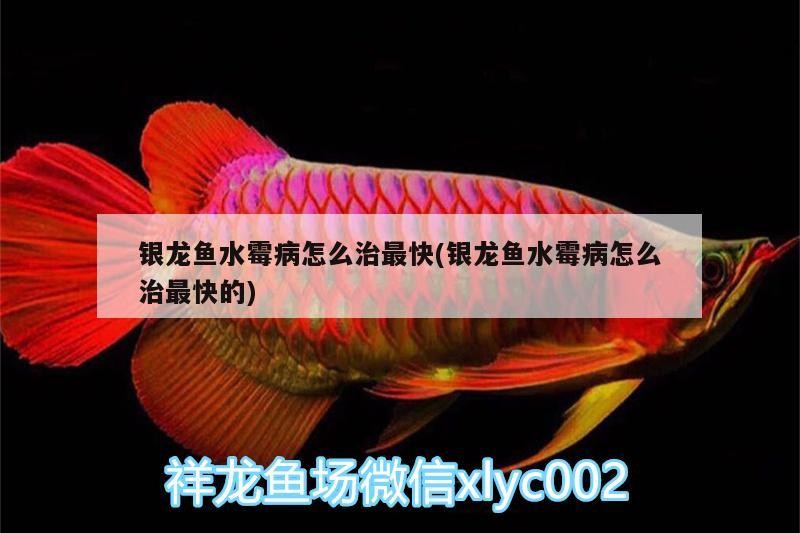 銀龍魚(yú)水霉病怎么治最快(銀龍魚(yú)水霉病怎么治最快的)