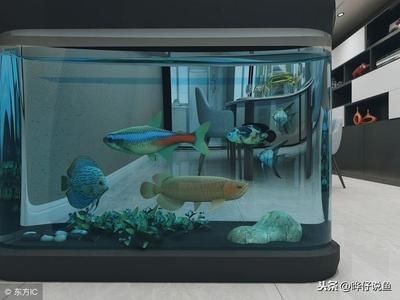 超大的魚缸：超大魚缸的保養與清洗需要注意以下幾點：超大魚缸的保養與清洗