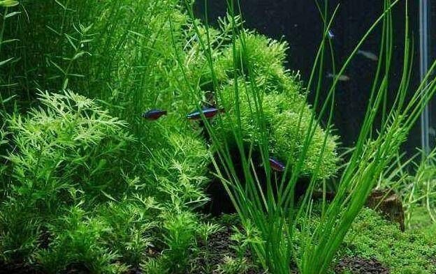 大魚缸養什么水草最好：大魚缸水草選擇適合養金魚的水草