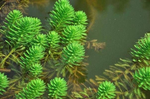 大魚缸養什么水草最好：大魚缸水草選擇適合養金魚的水草