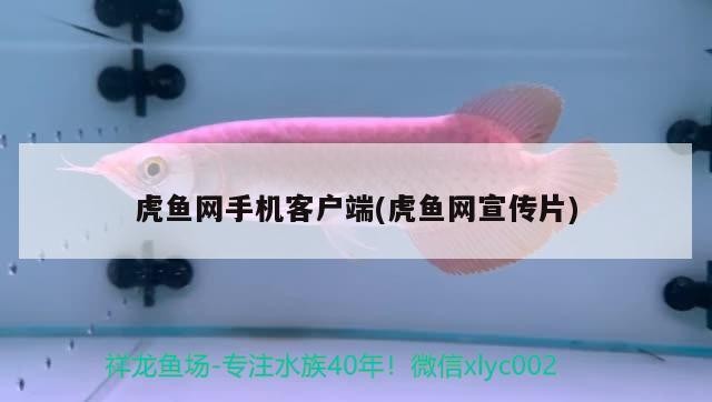 虎魚網(wǎng)手機客戶端(虎魚網(wǎng)宣傳片)