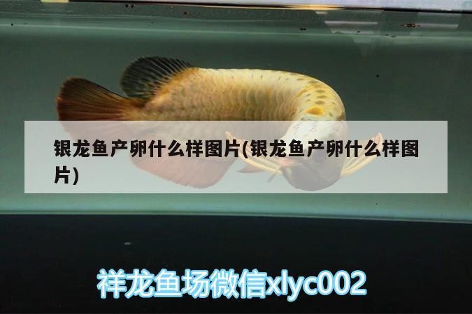 銀龍魚產(chǎn)卵什么樣圖片(銀龍魚產(chǎn)卵什么樣圖片)