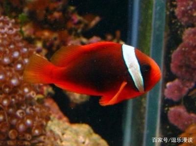 紅色的海水觀賞魚（紅色海水觀賞魚）