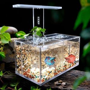 斗魚缸：如何自制一個斗魚缸