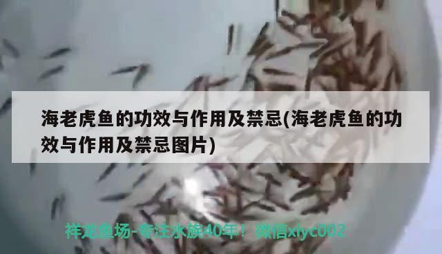 海老虎魚的功效與作用及禁忌(海老虎魚的功效與作用及禁忌圖片) 海老虎魚的功效與作用及禁忌(海老虎魚的功效與作用及禁忌圖片) 虎魚百科