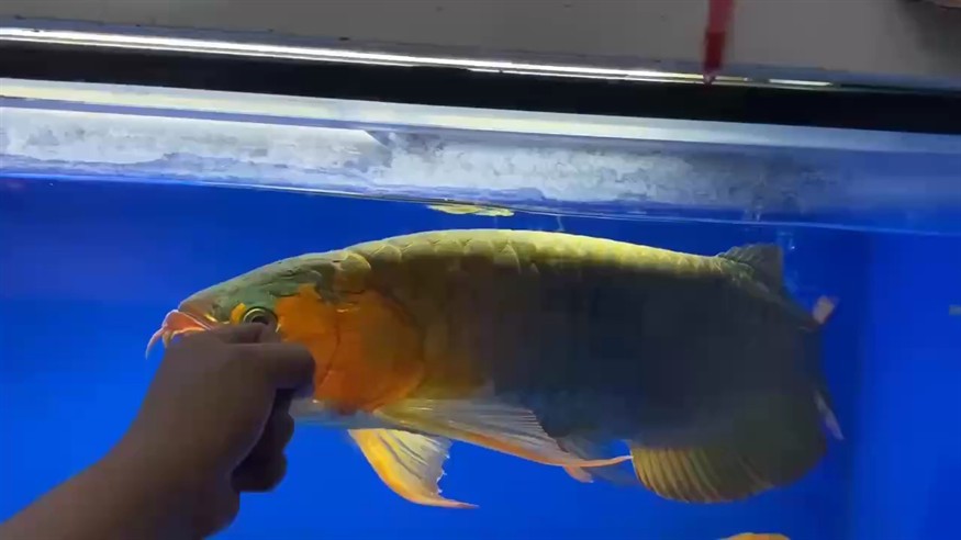 65公分大炮彈頭