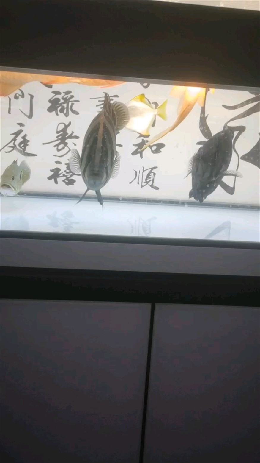 萬元戶 萬元戶 龍魚論壇