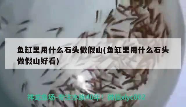 魚缸里用什么石頭做假山(魚缸里用什么石頭做假山好看)