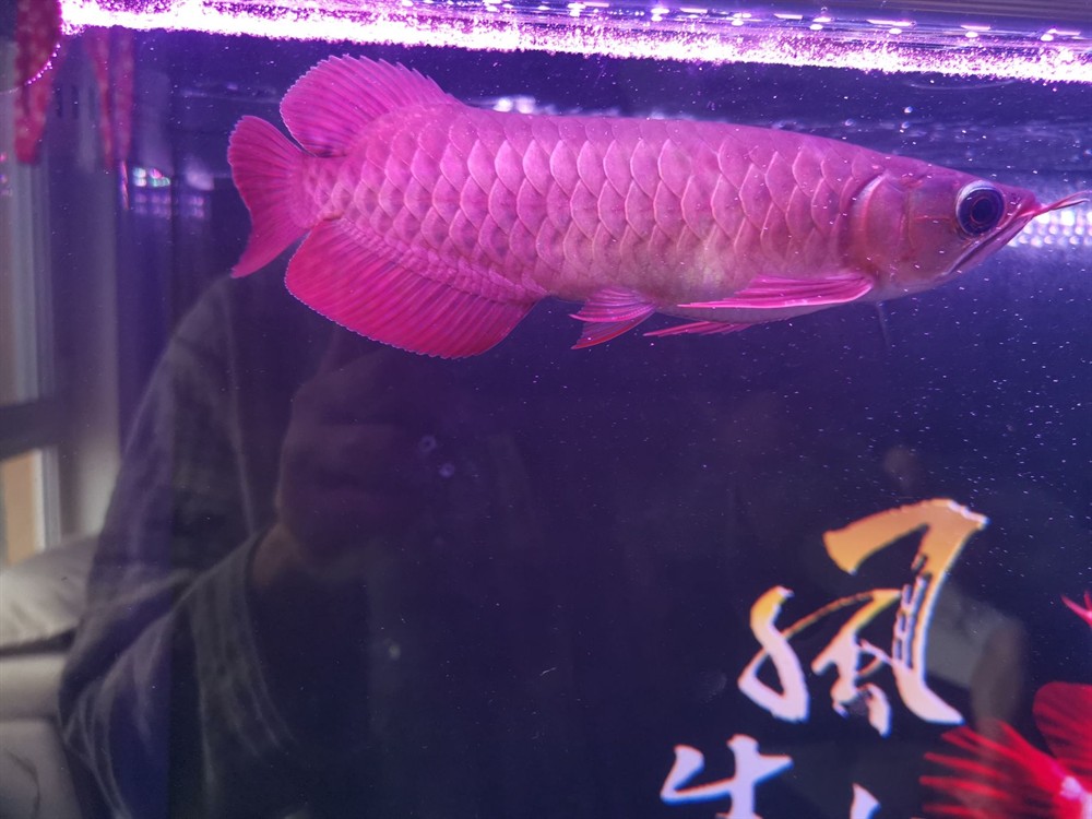 問下小紅龍鱗片問題
