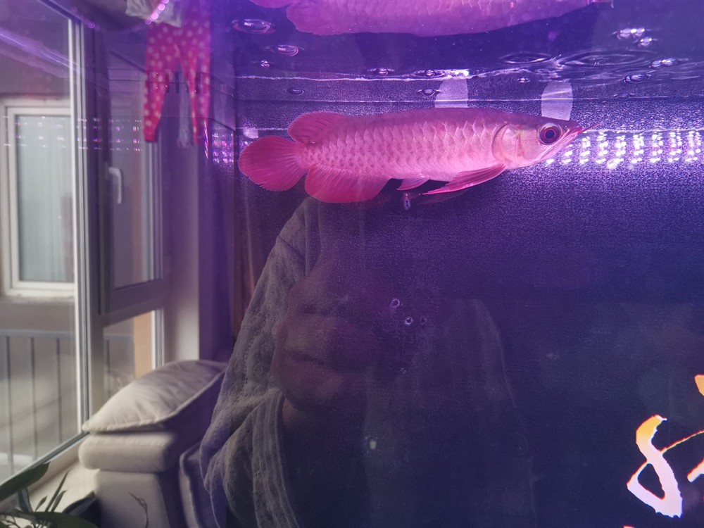 問下小紅龍鱗片問題