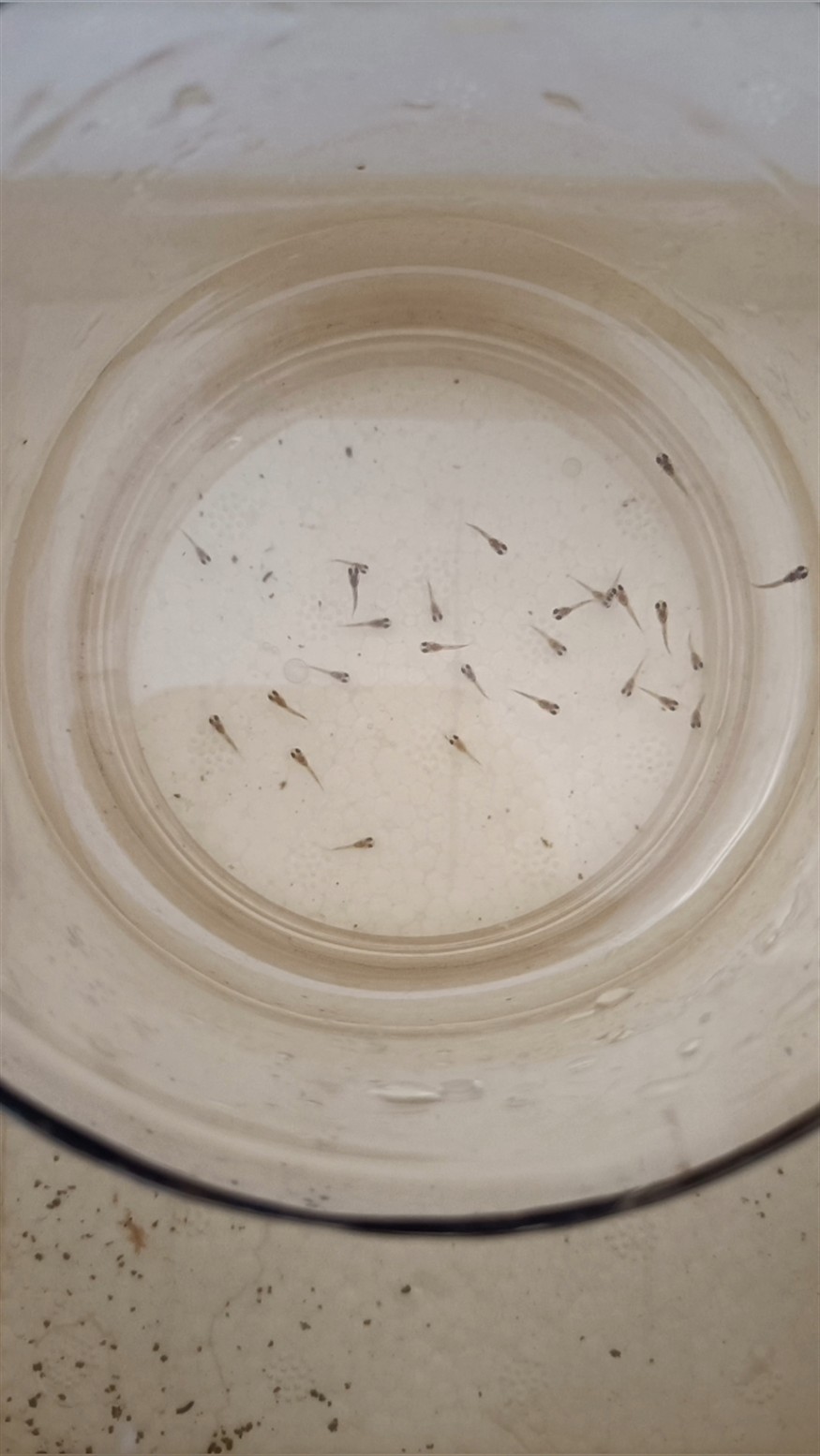 精靈雙劍產魚