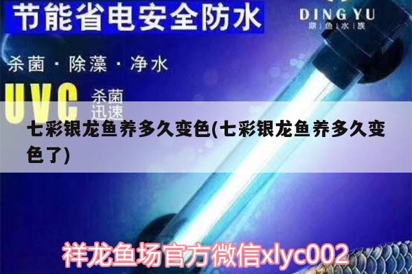 七彩銀龍魚養多久變色(七彩銀龍魚養多久變色了)
