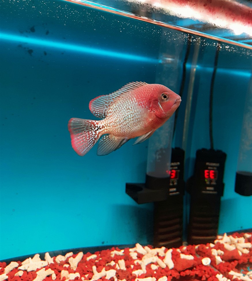 發力中