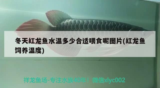 冬天紅龍魚水溫多少合適喂食呢圖片(紅龍魚飼養溫度)