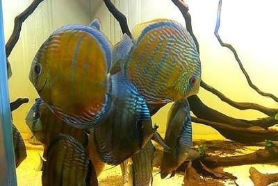 虎魚(yú)缸設(shè)計(jì)指南虎魚(yú)缸設(shè)計(jì)指南虎魚(yú)缸設(shè)計(jì)指南虎魚(yú)缸設(shè)計(jì)指南：如何根據(jù)魚(yú)缸大小選擇虎魚(yú)品種
