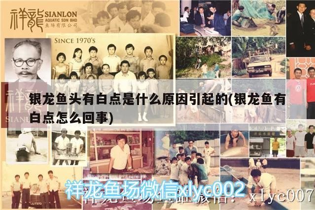 銀龍魚頭有白點是什么原因引起的(銀龍魚有白點怎么回事)
