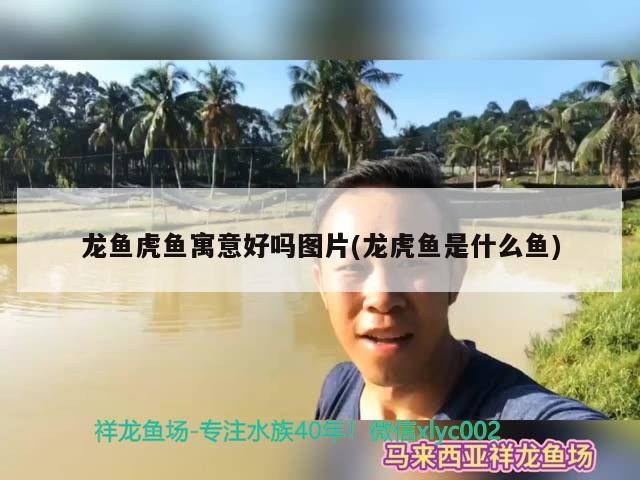 龍魚虎魚寓意好嗎圖片(龍虎魚是什么魚)