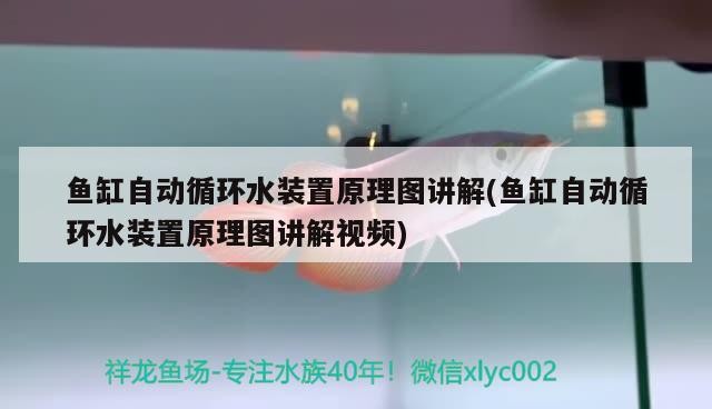 魚缸自動循環水裝置原理圖講解(魚缸自動循環水裝置原理圖講解視頻)