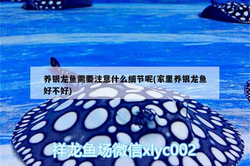 養銀龍魚需要注意什么細節呢(家里養銀龍魚好不好)